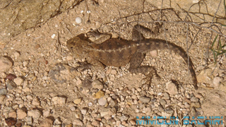 Agama impalearis