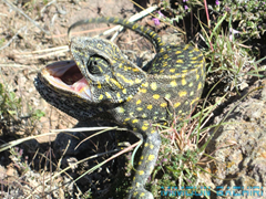 Herpétos
