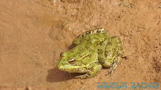 Pelophylax saharicus