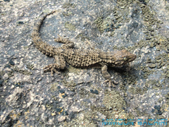 Tarente de Maurétanie