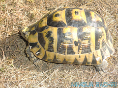 Herpétos