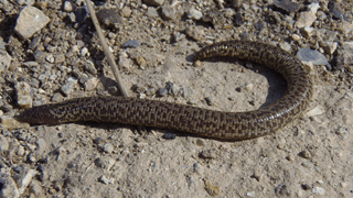 Herpétos