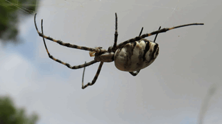 Insectes de chez nous
