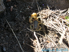 Insectes de chez nous
