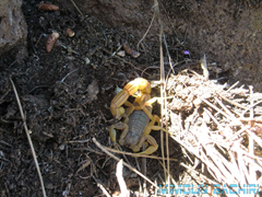 Buthus occitanus