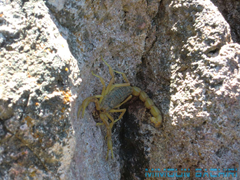 Buthus occitanus