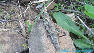 Insectes de chez nous