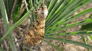 Insectes de chez nous