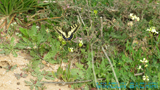 Papilio machaon Linnaeus