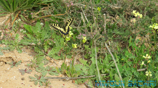 Insectes de chez nous