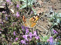 Insectes de chez nous