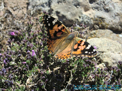papillon-belle dame