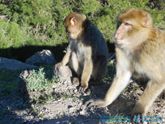 Macaque de Barbarie