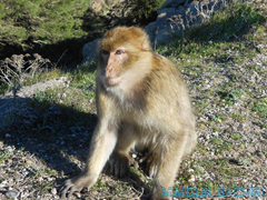 Macaque de Barbarie