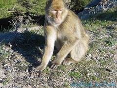 Macaque de Barbarie