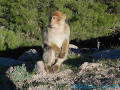 Macaque de Barbarie