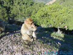 Macaque de Barbarie