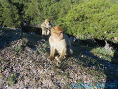 Macaque de Barbarie