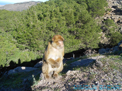 Macaque de Barbarie