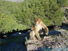 Macaque de Barbarie