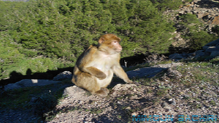Macaque de Barbarie