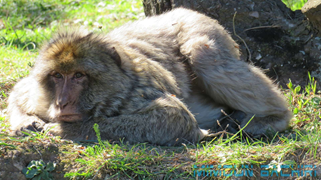 Macaque de Barbarie