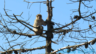 Macaque de Barbarie