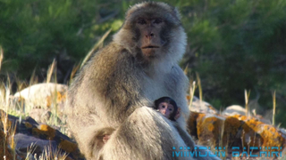 Macaque de Barbarie