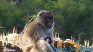 Macaque de Barbarie