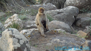 Macaque de Barbarie