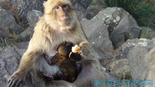 Macaque de Barbarie