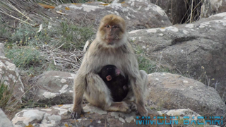 Macaque de Barbarie