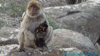 Macaque de Barbarie