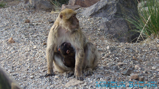 Macaque de Barbarie