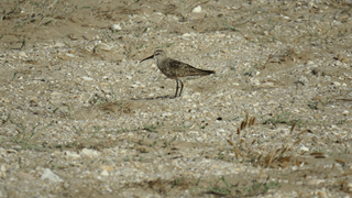 Bécasseau cocorli
