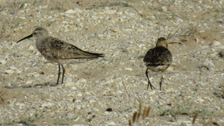 Oiseaux