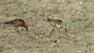 Bécasseau cocorli