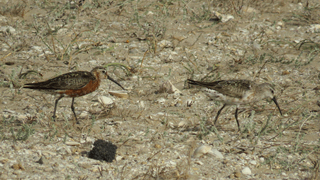 Bécasseau cocorli