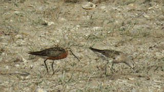 Bécasseau cocorli