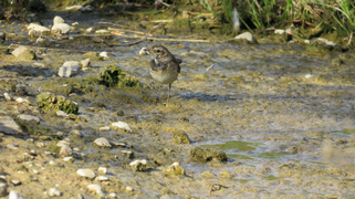 Oiseaux