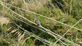 Oiseaux
