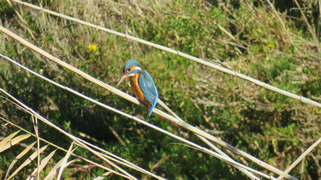 Bécasseau cocorli