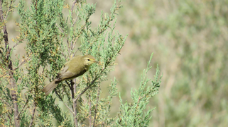 Bécasseau cocorli