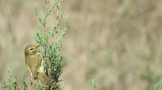 Oiseaux
