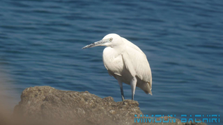 Oiseaux