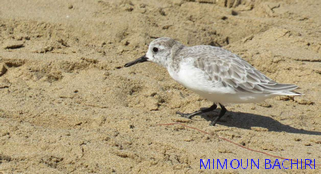 Oiseaux