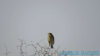 bruant-proyer-emberiza-calandra
