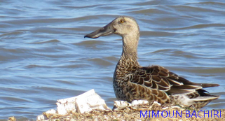 Oiseaux