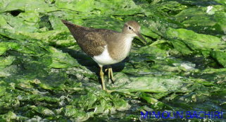 Oiseaux