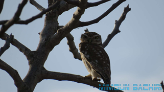 Oiseaux